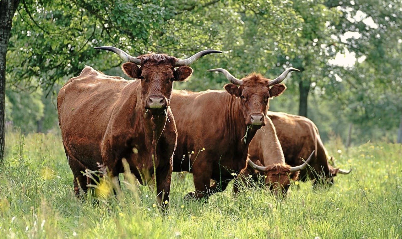 Oral Sprays – Image 1