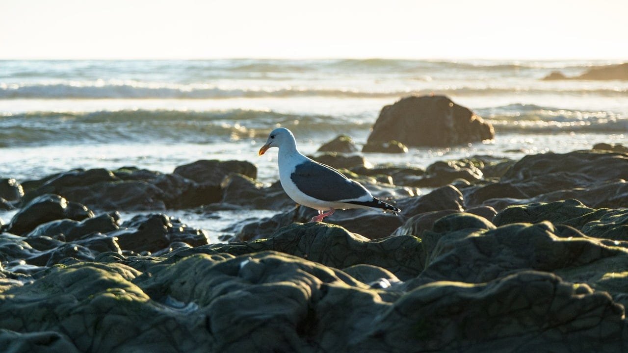 You are currently viewing Essential Benefits and Uses of Fast-Acting Oral Sprays